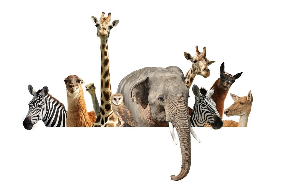 Documentales sobre animales